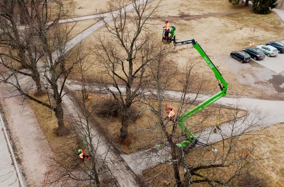 Read more about the article Udnyttelse af effektivitet: Hvorfor de bedste arborister kombinerer klatring med Leguan